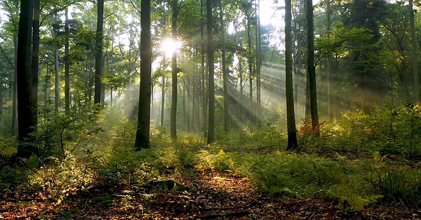 Buying carbon ossets secured by forested trees.