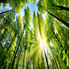 Buy Carbon Offsets