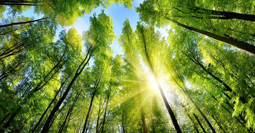 Buying carbon ossets secured by forested trees.